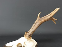 Hertengewei op schild met kaken - afbeelding 3 van  5