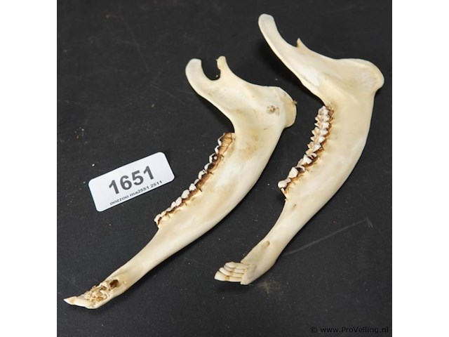 Hertengewei op schild met kaken - afbeelding 4 van  5