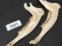 Hertengewei op schild met kaken - afbeelding 4 van  5