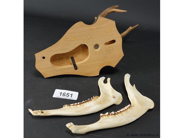 Hertengewei op schild met kaken - afbeelding 5 van  5