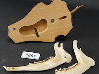 Hertengewei op schild met kaken - afbeelding 5 van  5