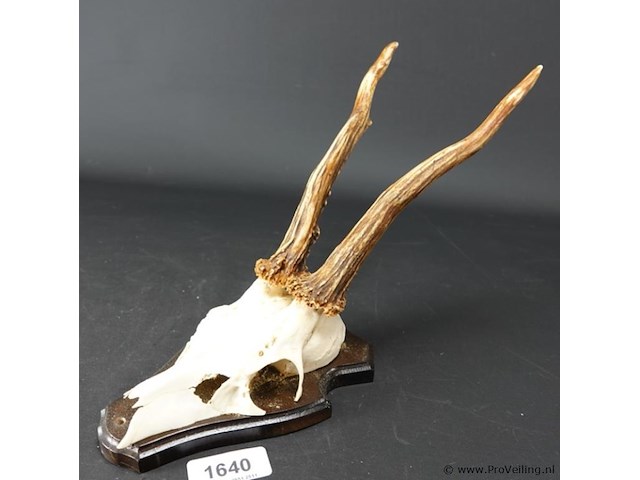 Hertengewei op schild - afbeelding 1 van  5