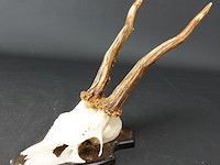 Hertengewei op schild - afbeelding 1 van  5
