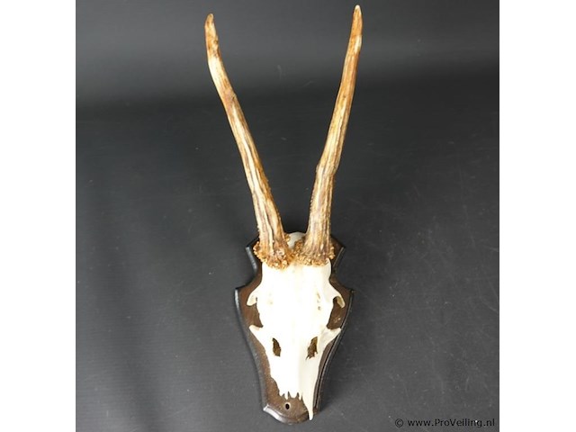 Hertengewei op schild - afbeelding 2 van  5