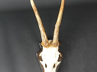 Hertengewei op schild - afbeelding 2 van  5