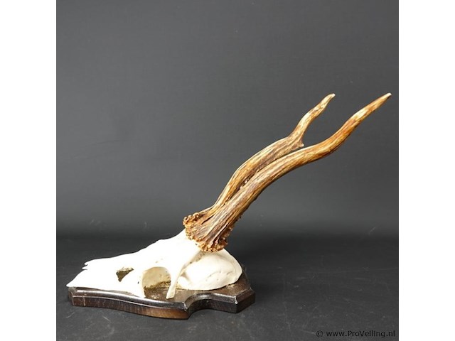 Hertengewei op schild - afbeelding 3 van  5