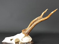 Hertengewei op schild - afbeelding 3 van  5