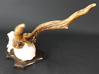 Hertengewei op schild - afbeelding 4 van  5