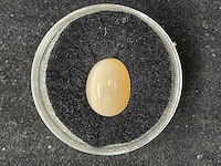 Hessoniet granaat - oranje edelsteen - afbeelding 1 van  2
