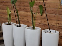 Hoge design plantenpotten - afbeelding 2 van  4