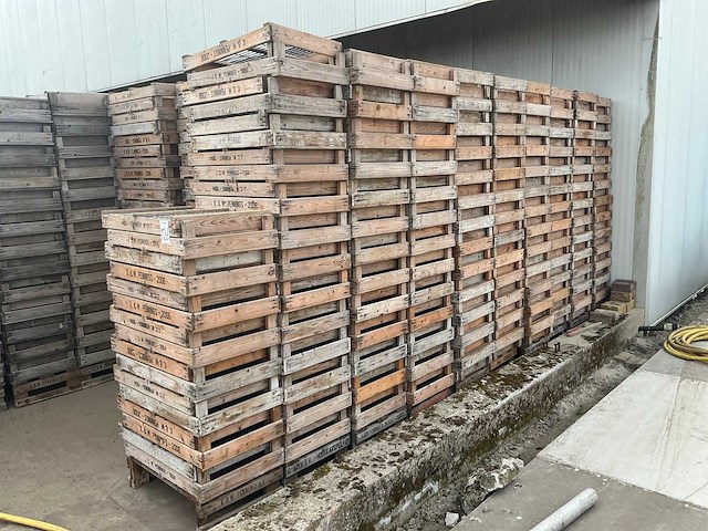 Hol bolbak (680x) - afbeelding 4 van  4