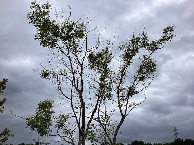 Honingboom - meerstammige boom - afbeelding 1 van  2