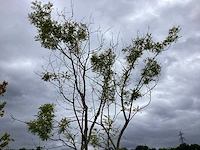 Honingboom - meerstammige boom