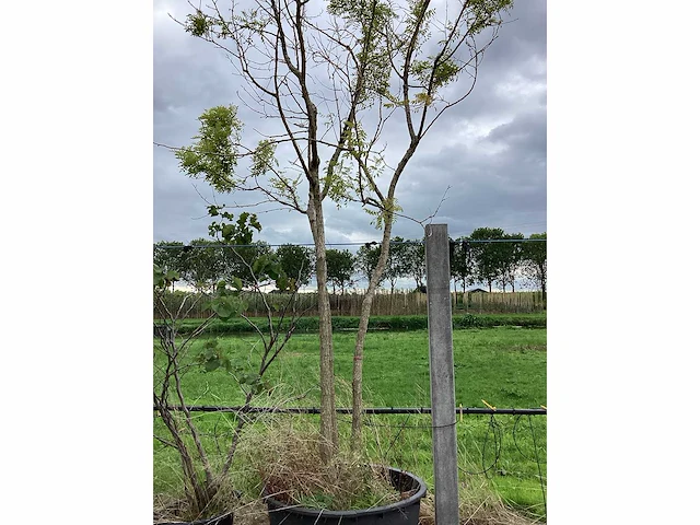 Honingboom - meerstammige boom - afbeelding 2 van  2
