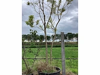 Honingboom - meerstammige boom - afbeelding 2 van  2