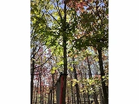 Honingboom - sierboom