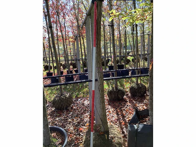 Honingboom - sierboom - afbeelding 2 van  2