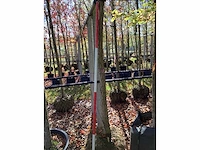 Honingboom - sierboom - afbeelding 2 van  2