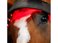 Horseware fu tlhnt1-kk00-fu led rood licht therapie poll cap - afbeelding 3 van  7