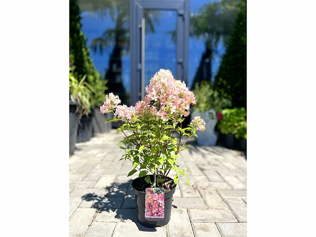 Hortensia "petite star" - planten met pot (10x) - afbeelding 1 van  2
