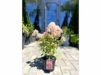 Hortensia "petite star" - planten met pot (10x)