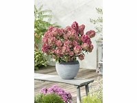Hortensia "petite star" - planten met pot (10x) - afbeelding 2 van  2
