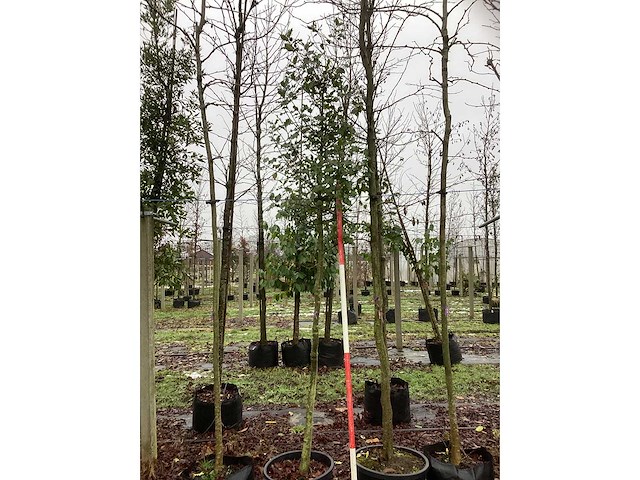 Hulst - groenblijvende boom - afbeelding 2 van  3