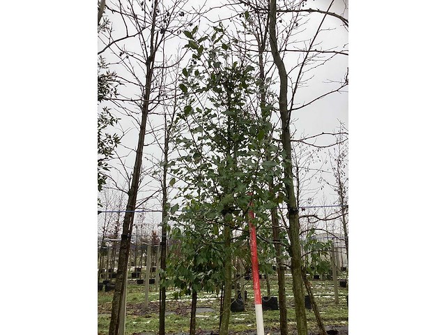 Hulst - groenblijvende boom - afbeelding 3 van  3