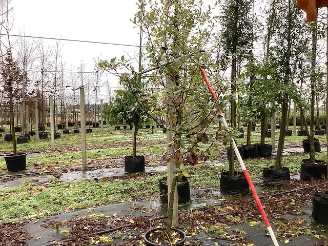 Hulst - groenblijvende boom - afbeelding 1 van  3