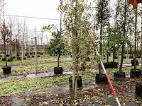 Hulst - groenblijvende boom - afbeelding 1 van  3