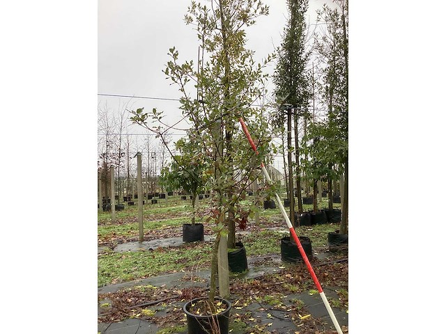 Hulst - groenblijvende boom - afbeelding 2 van  3