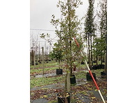 Hulst - groenblijvende boom - afbeelding 2 van  3