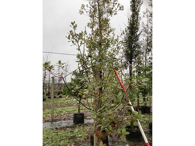 Hulst - groenblijvende boom - afbeelding 3 van  3