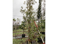 Hulst - groenblijvende boom - afbeelding 3 van  3