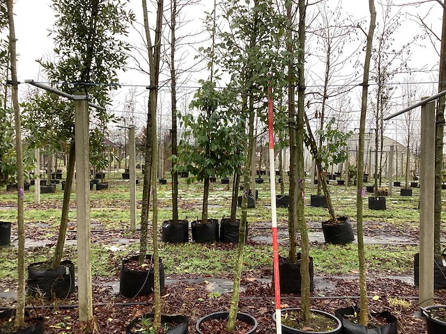 Hulst - sierboom - afbeelding 1 van  3