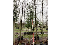 Hulst - sierboom - afbeelding 2 van  3