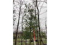 Hulst - sierboom - afbeelding 3 van  3