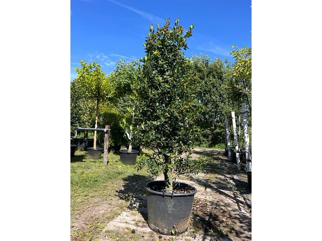 Hulst, ilex 'limsi', solitair, wintergroen, ca. 200-225 cm hoog - afbeelding 1 van  2