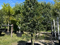 Hulst, ilex 'limsi', solitair, wintergroen, ca. 200-225 cm hoog