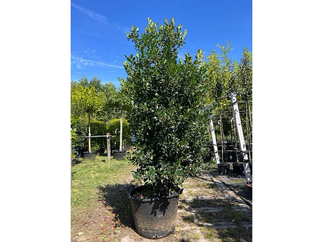 Hulst, ilex 'limsi', solitair, wintergroen, ca. 200-225 cm hoog - afbeelding 1 van  2