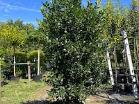Hulst, ilex 'limsi', solitair, wintergroen, ca. 200-225 cm hoog