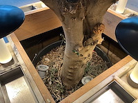 Hutten - bartafel met boom en 12 barkrukken - afbeelding 7 van  11