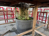 Hutten - bartafel met boom - afbeelding 4 van  12