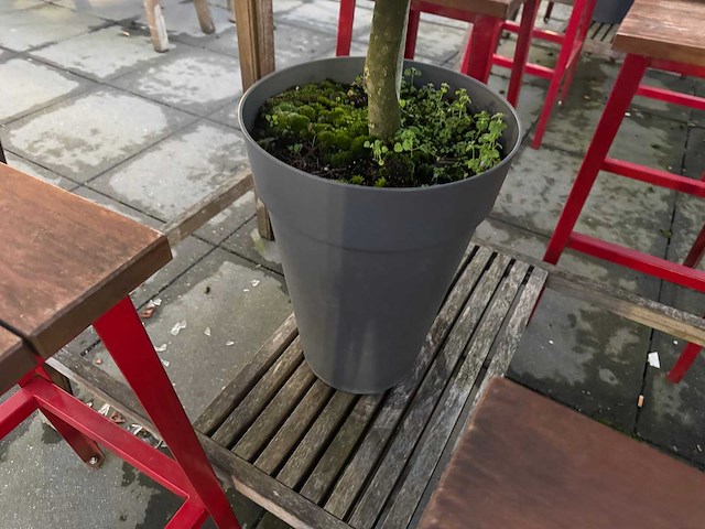 Hutten - terras bartafel met boompjes - afbeelding 6 van  6