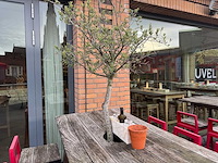 Hutten - terrasset bartafel met planten en 6 krukken - afbeelding 5 van  8