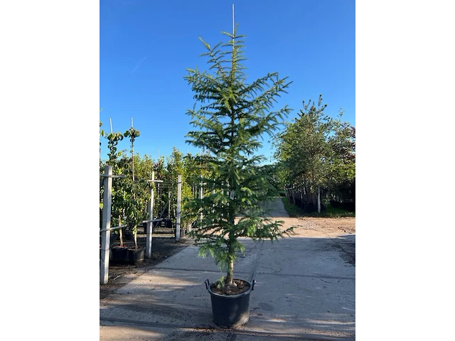 Hybride lork, larix marschlinsii, geveerd, blauwgroen, ca. 3 m hoog - afbeelding 1 van  2