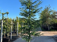 Hybride lork, larix marschlinsii, geveerd, blauwgroen, ca. 3 m hoog