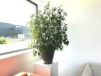 Hydrocultuur kamerplant op zuil - afbeelding 2 van  5