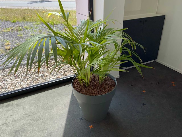 Hydrocultuur kamerplant op zuil - afbeelding 4 van  5