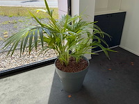 Hydrocultuur kamerplant op zuil - afbeelding 4 van  5